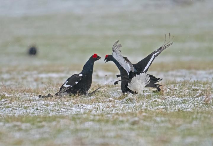 Tetřívek obecný (Tetrao tetrix)