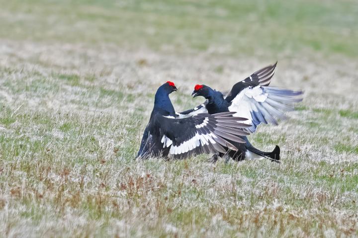 Tetřívek obecný (Tetrao tetrix)