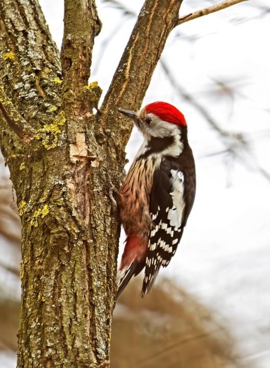 Strakapoud prostřední (Dendrocopos medius)