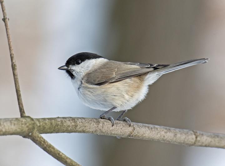 Sýkora babka (Poecile palustris)