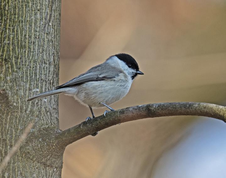 Sýkora babka (Poecile palustris)