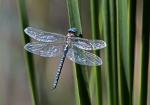 Šídlo modré (Aeshna cyanea)