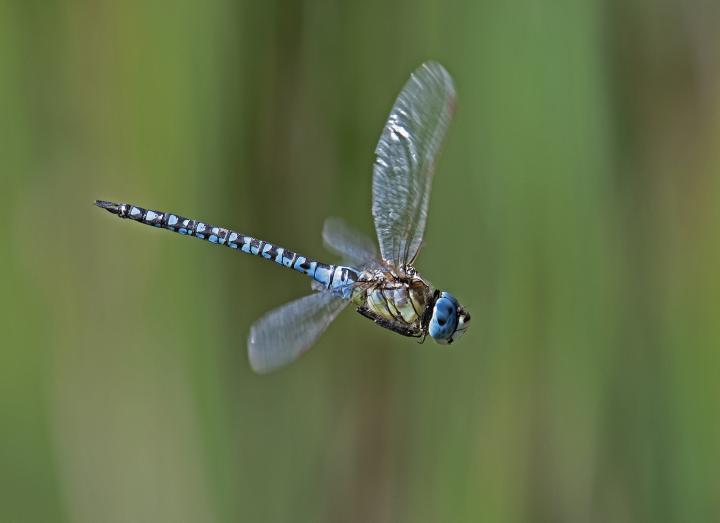 Šídlo modré (Aeshna cyanea)