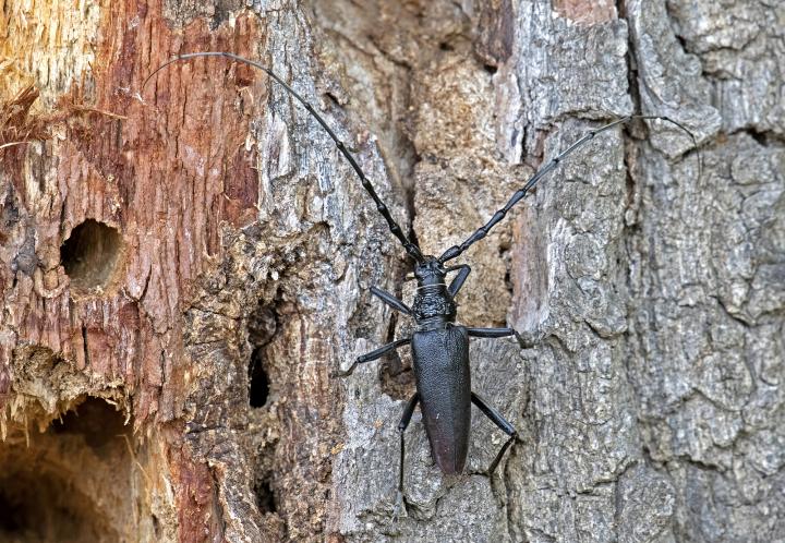 Tesařík obrovský (Cerambyx cerdo)