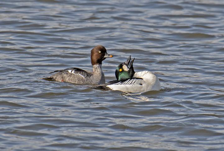 Hohol severní (Bucephala clangula)