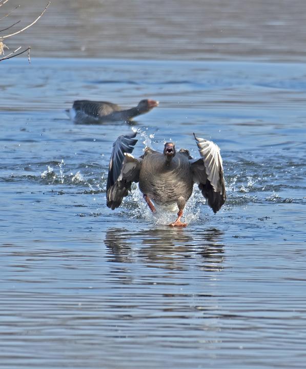 Husa velká (Anser anser)