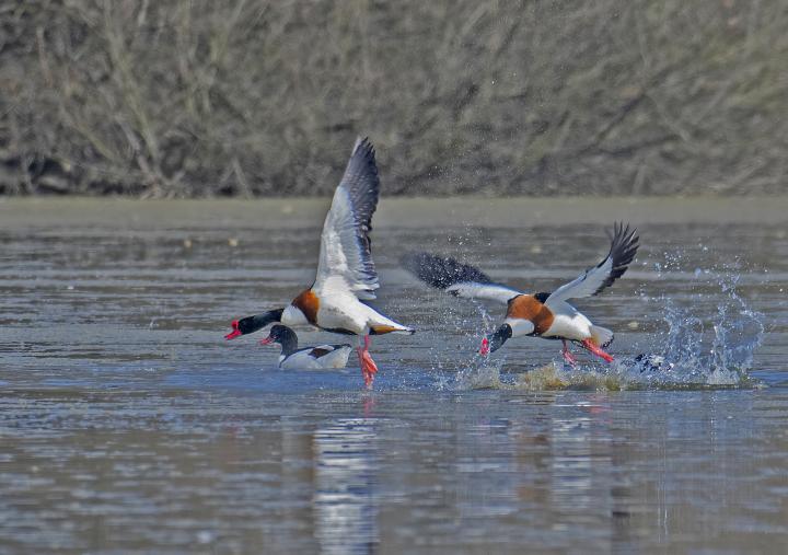 Husice liščí (Tadorna tadorna)