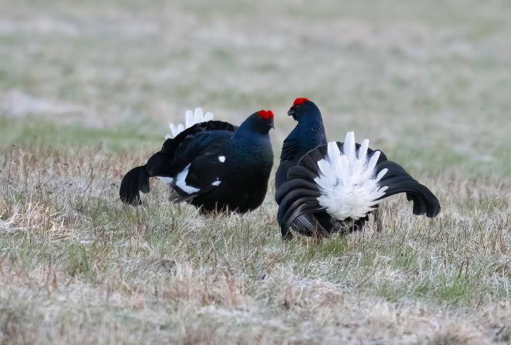 Tetřívek obecný (Tetrao tetrix)