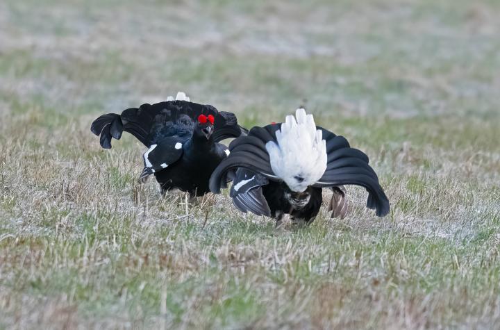 Tetřívek obecný (Tetrao tetrix)