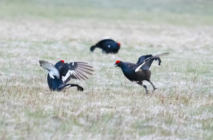 Tetřívek obecný (Tetrao tetrix)