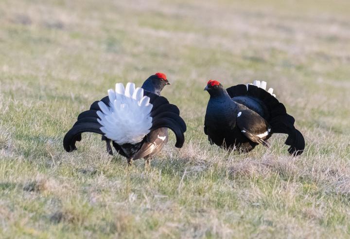 Tetřívek obecný (Tetrao tetrix)