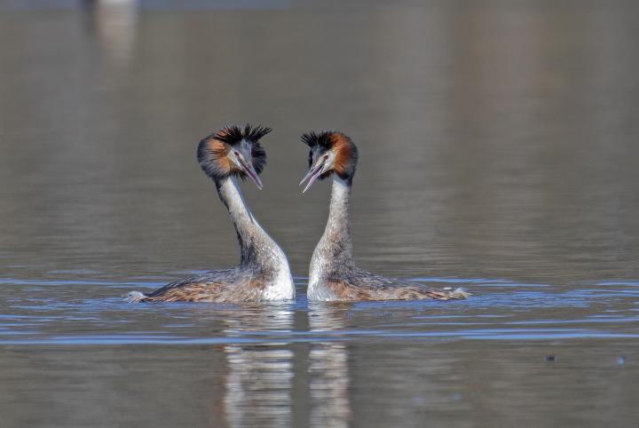 Potápka roháč  (Podiceps cristatus)