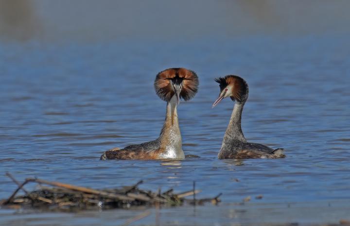 Potápka roháč  (Podiceps cristatus)