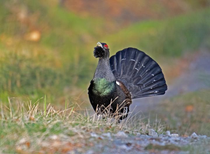 Tetřev hlušec (Tetrao urogallus)