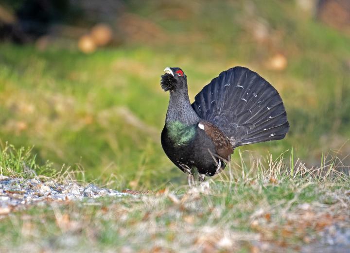 Tetřev hlušec (Tetrao urogallus)