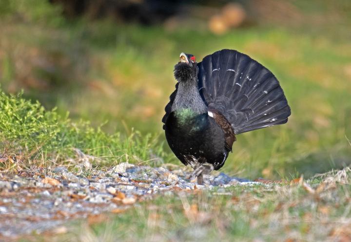 Tetřev hlušec (Tetrao urogallus)