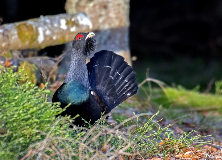 Tetřev hlušec (Tetrao urogallus)