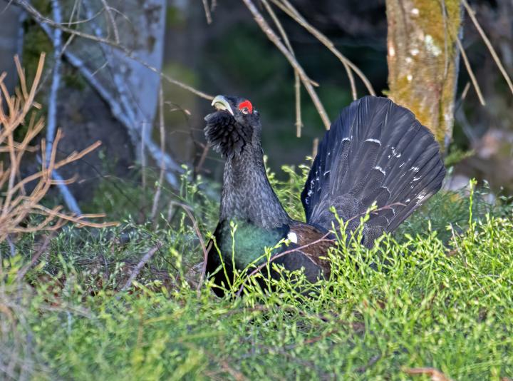 Tetřev hlušec (Tetrao urogallus)