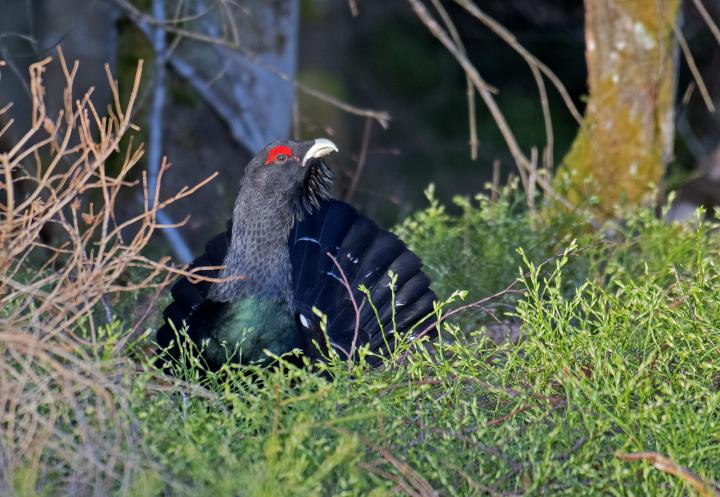 Tetřev hlušec (Tetrao urogallus)