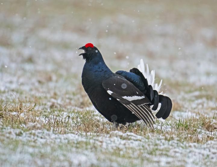 Tetřívek obecný (Tetrao tetrix)