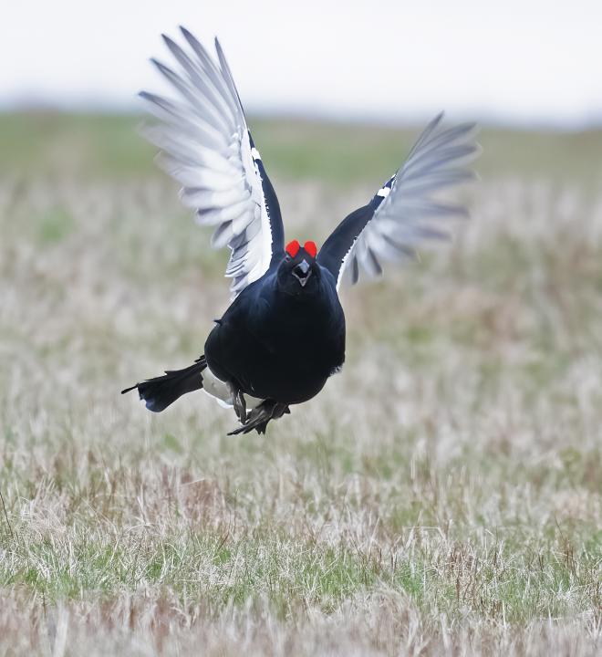 Tetřívek obecný (Tetrao tetrix)