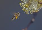 Včela medonosná (Honeybee)