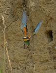 Vlha pestrá (Merops apiaster)