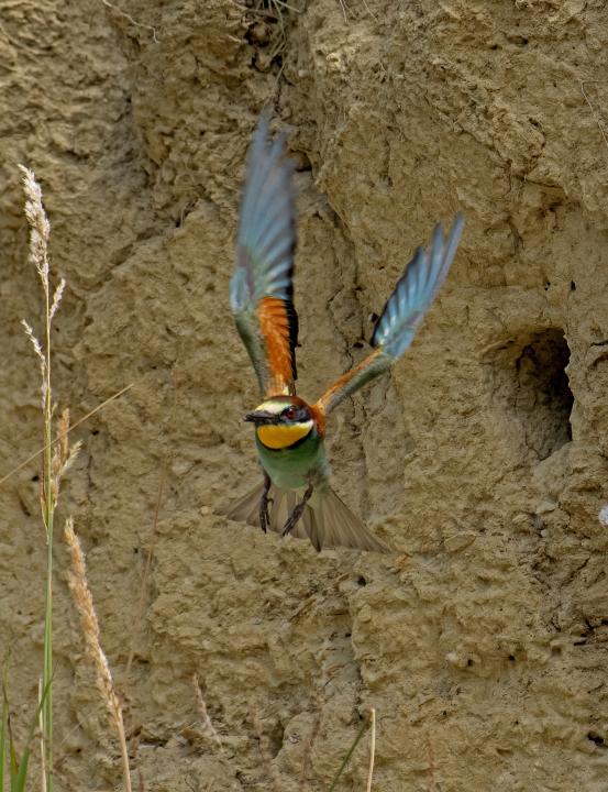 Vlha pestrá (Merops apiaster)