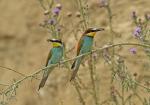 Vlha pestrá (Merops apiaster)