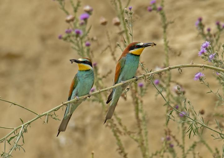 Vlha pestrá (Merops apiaster)