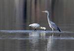 Volavka popelavá (Ardea cinerea)