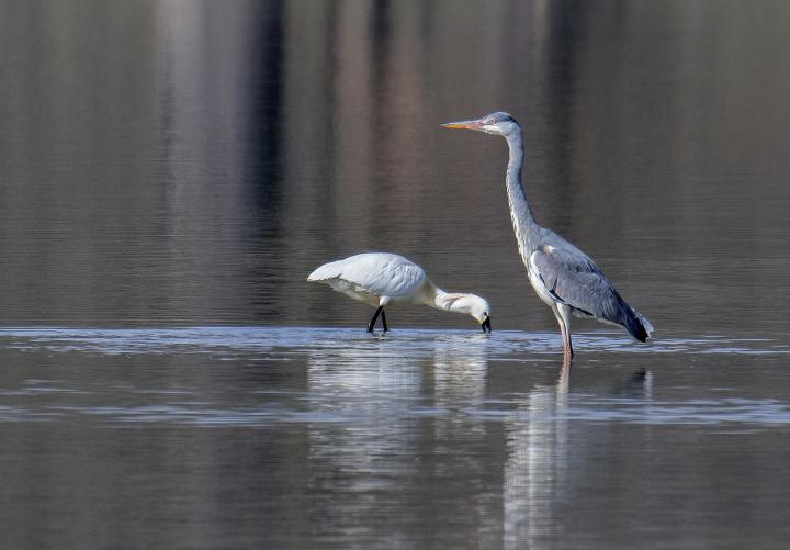 Volavka popelavá (Ardea cinerea)