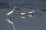 Volavka bílá (Egretta alba)
