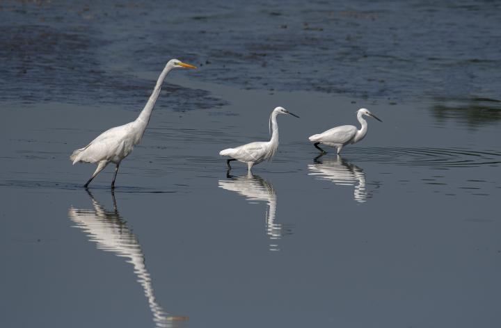 Volavka bílá (Egretta alba)