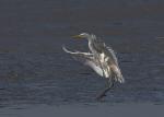 Volavka bílá (Egretta alba)