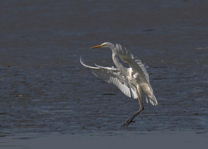 Volavka bílá (Egretta alba)