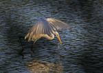 Volavka bílá (Egretta alba)