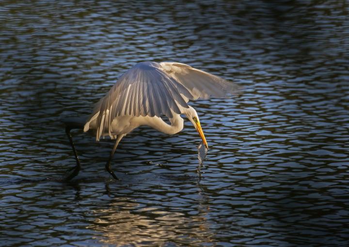 Volavka bílá (Egretta alba)