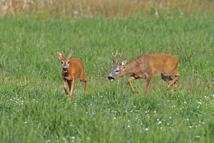  Srnec obecný ( Capreolus capreolus )