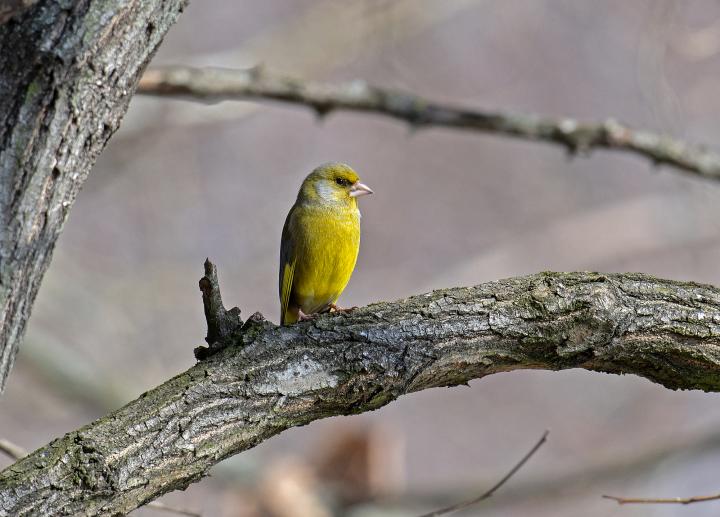 Zvonek zelený (Carduelis chloris)