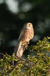 Poštolka obecná (Falco tinunculus)