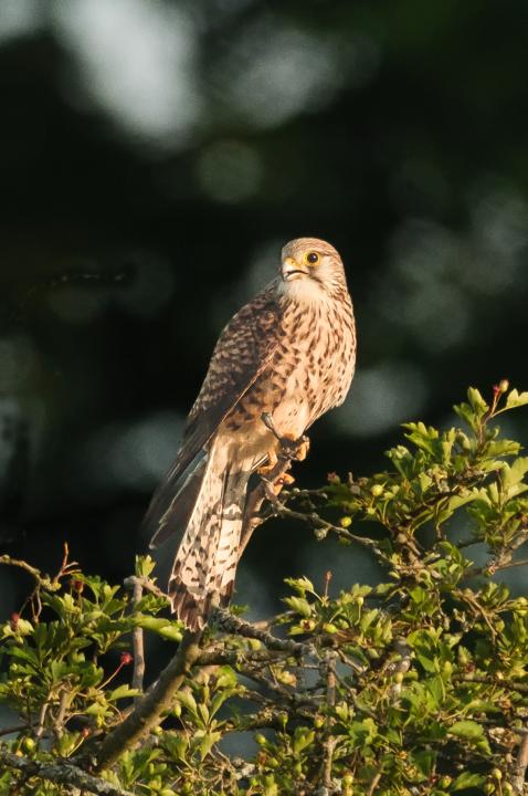 Poštolka obecná (Falco tinunculus)
