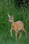  Srnec obecný ( Capreolus capreolus )