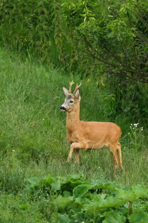 Srnec obecný ( Capreolus capreolus )