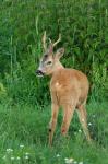  Srnec obecný ( Capreolus capreolus )