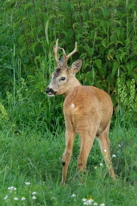  Srnec obecný ( Capreolus capreolus )
