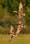  Kachna divoká ( Mallard)