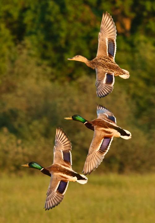  Kachna divoká ( Mallard)