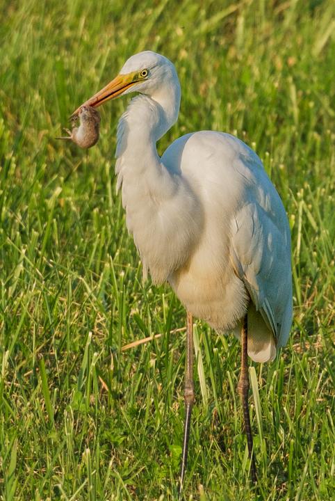 Čáp bílý (Ciconia ciconia)