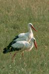 Čáp bílý (Ciconia ciconia)